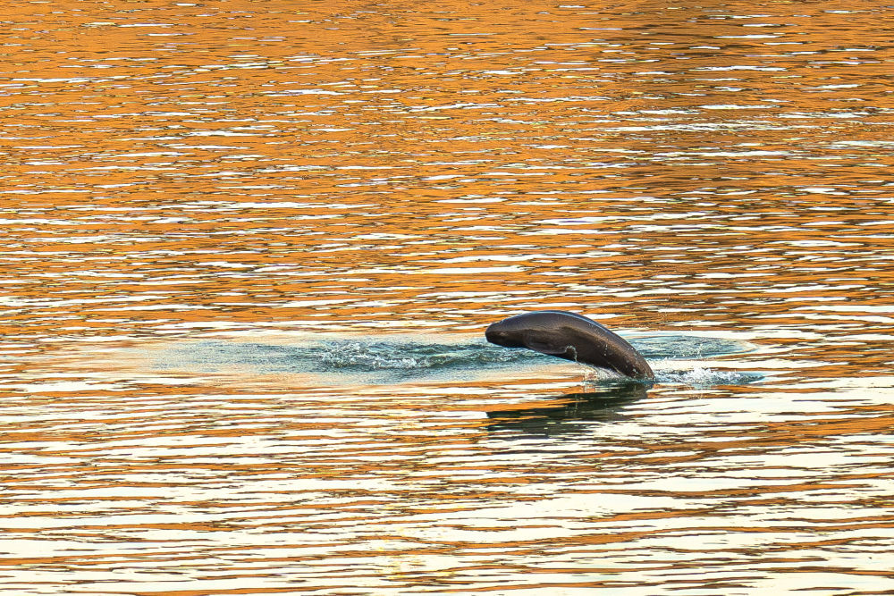 2025年1月5日，长江江豚在长江湖北宜昌葛洲坝下游附近水域嬉戏。伴随长江生态环境的持续改善，长江江豚数量实现“止跌回升”。