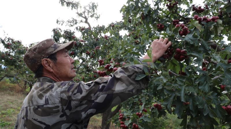 10月1日,河北省兴隆县陡子峪乡前干涧村村民倪连江采收种植的山楂。河北日报见习记者 崔玉洁摄