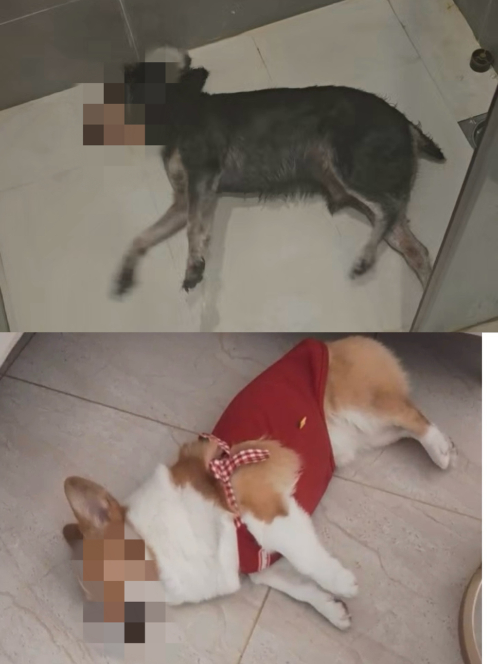 遭毒害的狗。受访者 供图