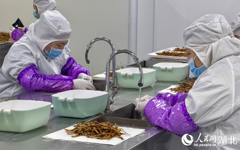 工作人员清洗分拣新鲜冬虫夏草。人民网记者 张沛摄