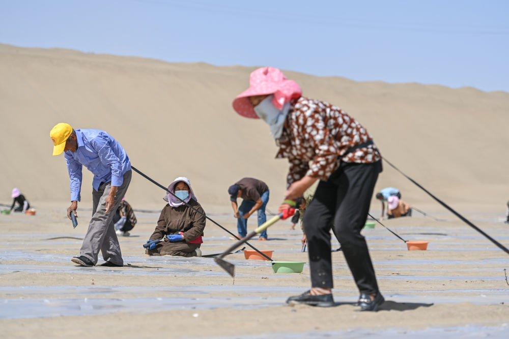 在新疆和田地区和田县三万亩群众防沙治沙区，村民播种南瓜（4月16日摄）。　　 新华社记者 丁磊 摄