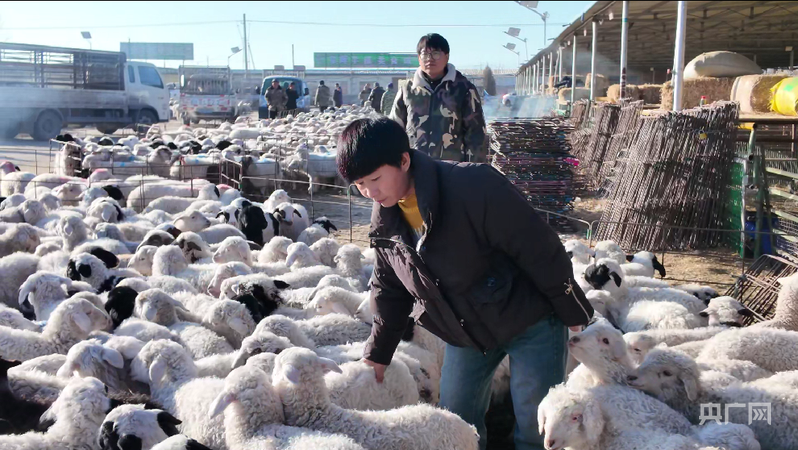 蒲万林在古浪县牛羊交易市场挑选羊羔(央广网记者 寇刚 摄)