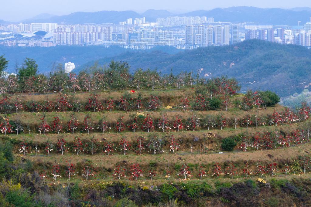 这是延安市宝塔区桥沟街道烟洞沟村苹果园景色（2025年10月17日摄，无人机照片）。新华社记者 邵瑞 摄