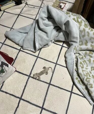 ▲。(圖/翻攝自X/@kan_3030)