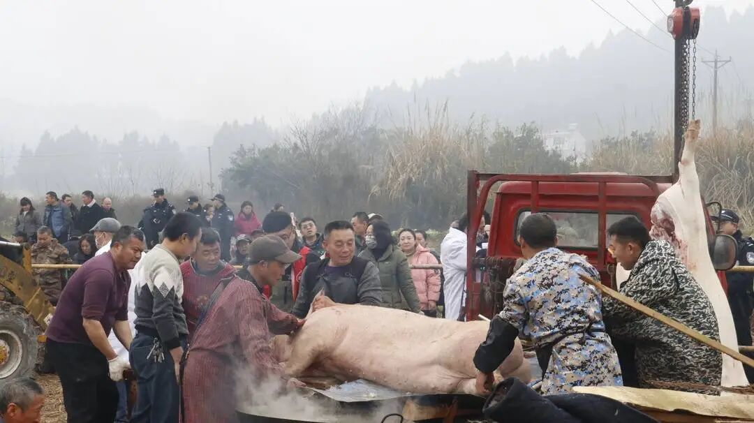 杀年猪习俗。杨玲 摄