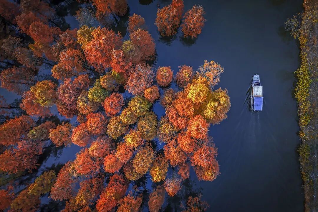 池杉湖.jpg