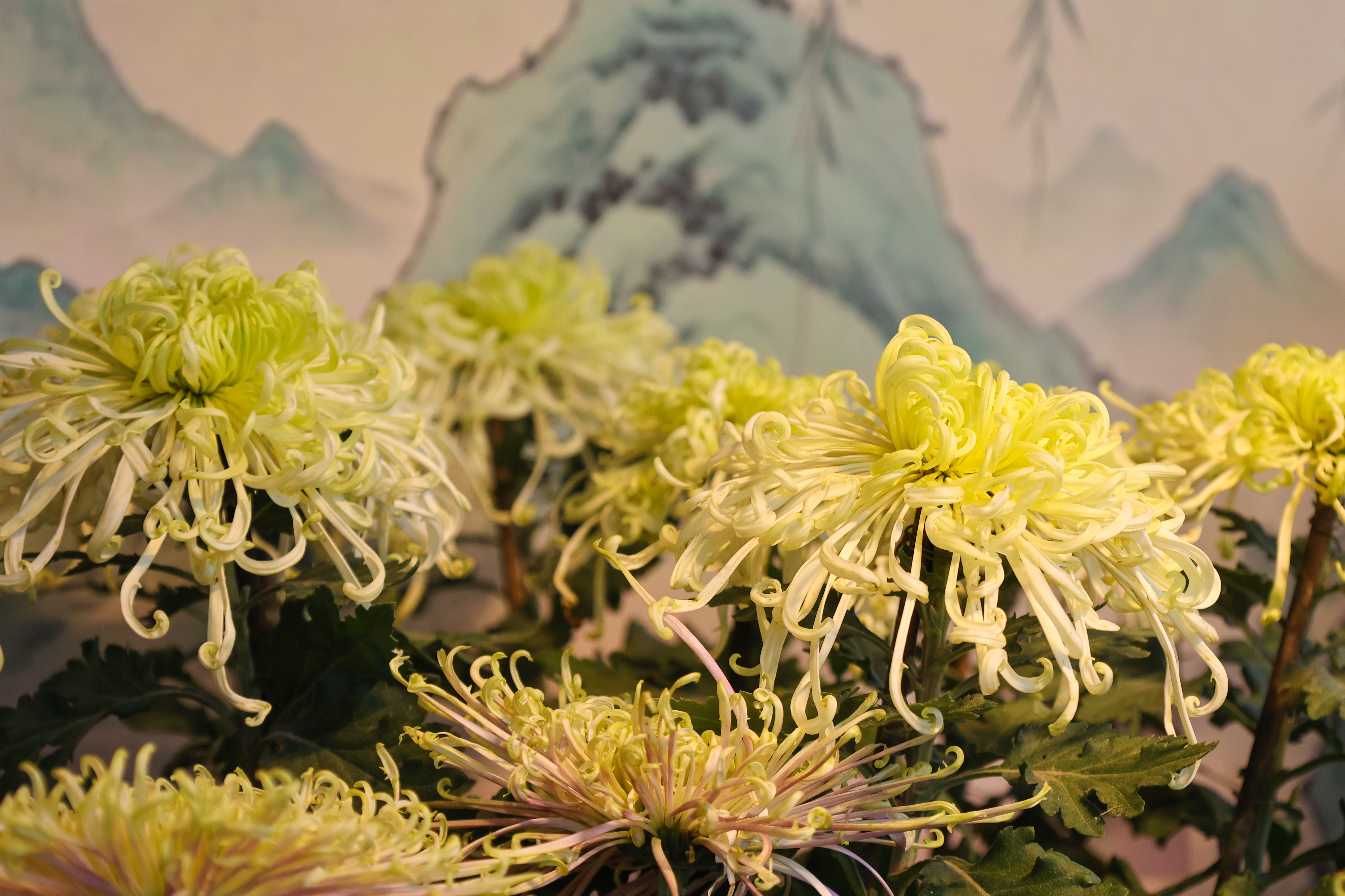 #金秋开封治愈感拉满# 【菊花开 引客来】#开封赏菊正当时##一城宋