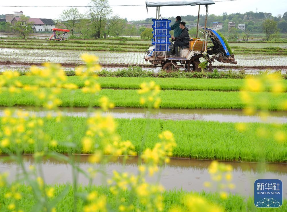 ↑ 4月11日,湖南省衡阳市祁东县金桥镇村民驾驶插秧机进行早稻插秧工作。新华社发(曹正平摄)