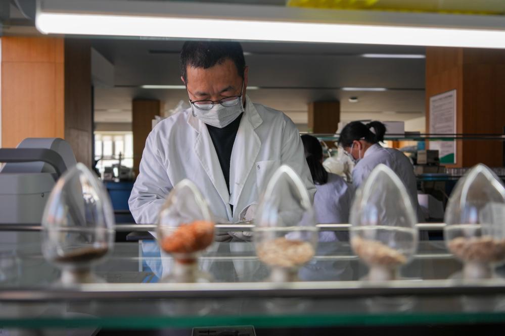 4月1日，寿光蔬菜种质资源库的工作人员在育种实验室工作。