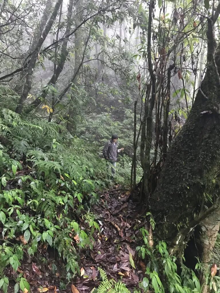 在邻近的山径上采集野菜，是阿宝的日常生活。摄影／杨语芸 上下游新闻总编辑