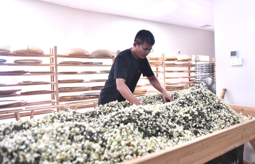 在位于横州市的广西清雷茶业有限公司手工窨制车间，公司负责人制作茉莉花茶（8月4日摄）。