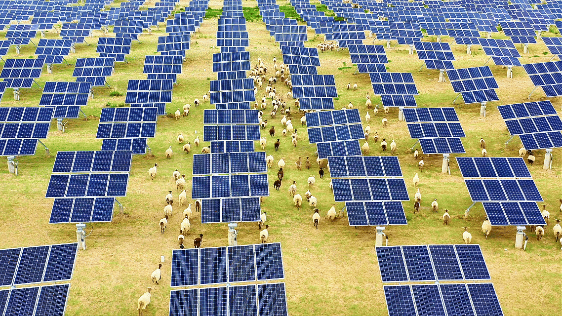 塔拉滩光伏板下的羊群（央广网记者 贾海元 摄）