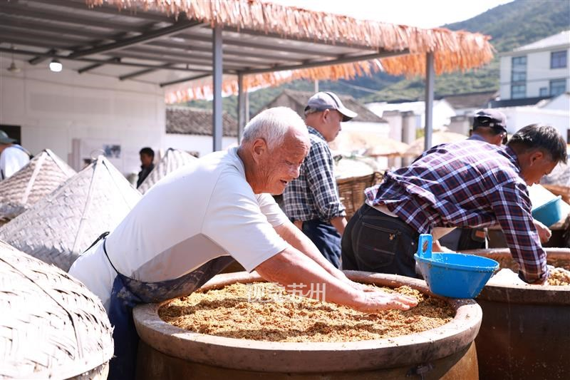 10月14日，吴中区光福窑上花果蜜饯厂内一片忙碌，工人们正采用传统工艺腌制桂花。新鲜金桂经过挑选，拌入梅卤，入缸封存，浓郁桂香弥漫整个厂区。不少游客慕名前来，近距离观赏古法腌桂的全过程，感受江南秋日独有的传统风物之美。