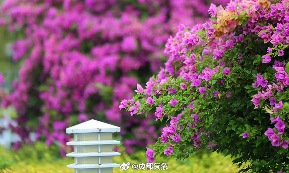 #被一株三角梅燃到了# 三角梅盛放的场景真是又美又壮观，隔着屏幕都是