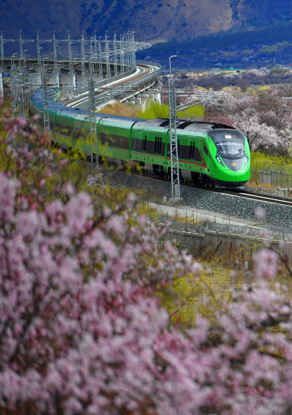 复兴号列车穿行在西藏拉林铁路林芝段的桃花间。新华社记者 觉果 摄