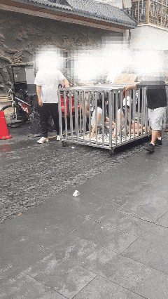 “铁笼游街”视频截图