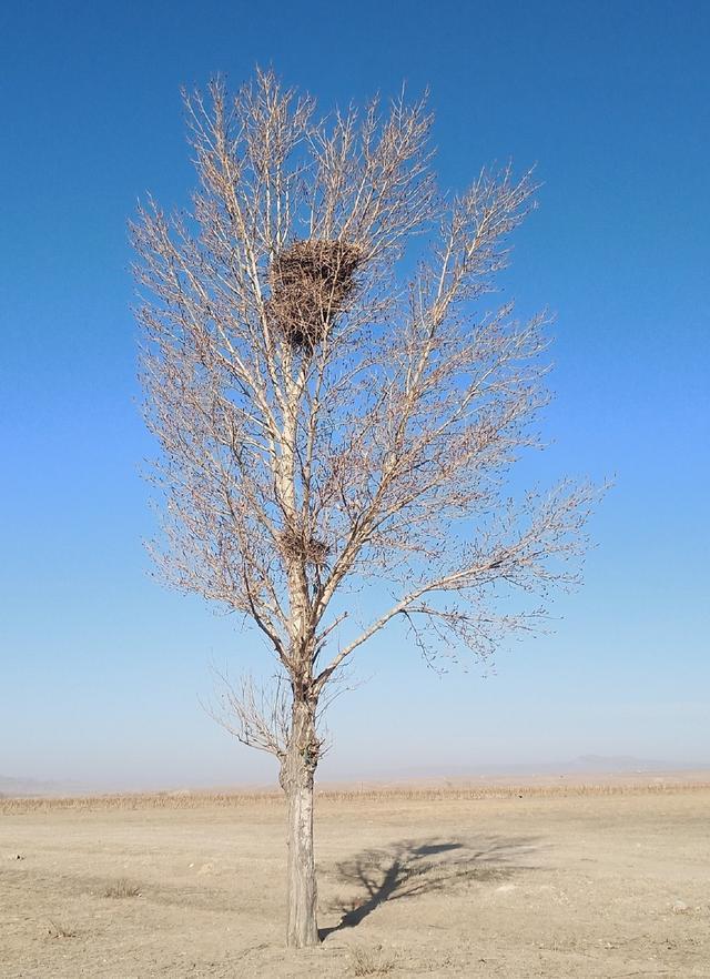 树梢处的鸟窝