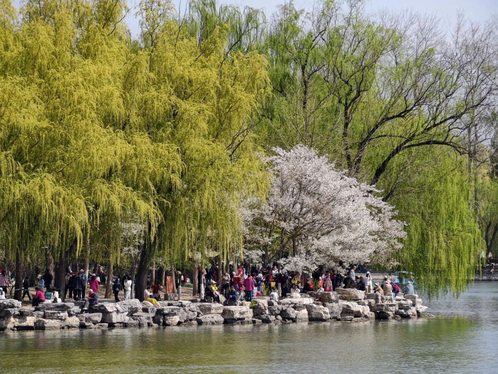 4月1日,游客在北京玉渊潭公园游览。新华社记者 邢广利 摄