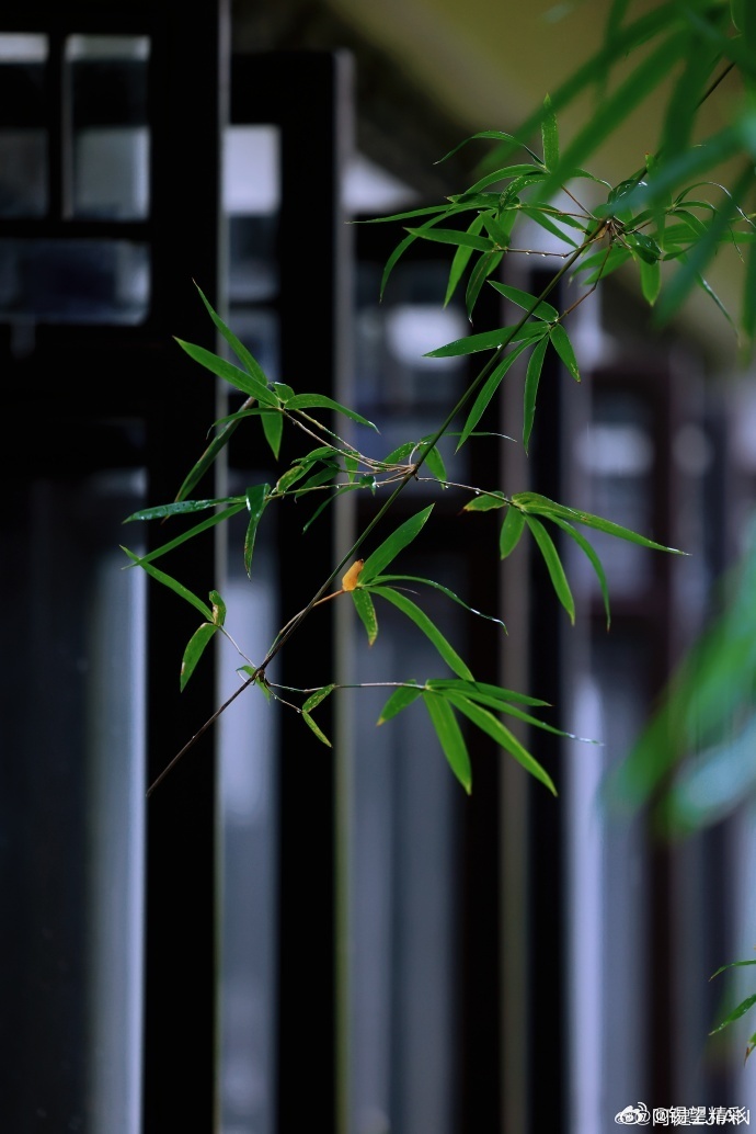 #你早,无锡# 细雨漫过鼋头渚江南兰苑，青瓦滴响，翠竹含烟~#行摄无