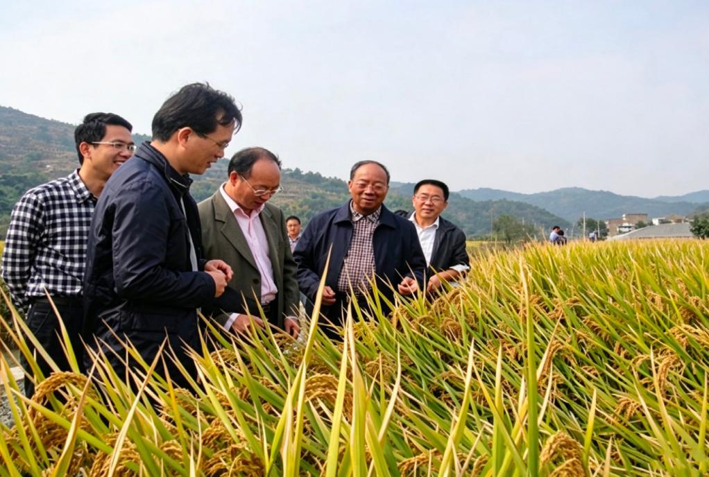 2015 年,浙江宁海,谢华安专家组对籼粳杂交稻春优927验收,平均亩产1015公斤。沈阳农业大学供图