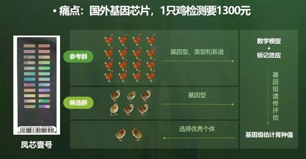 从国外垄断到全球领先 中国蛋鸡逆袭了