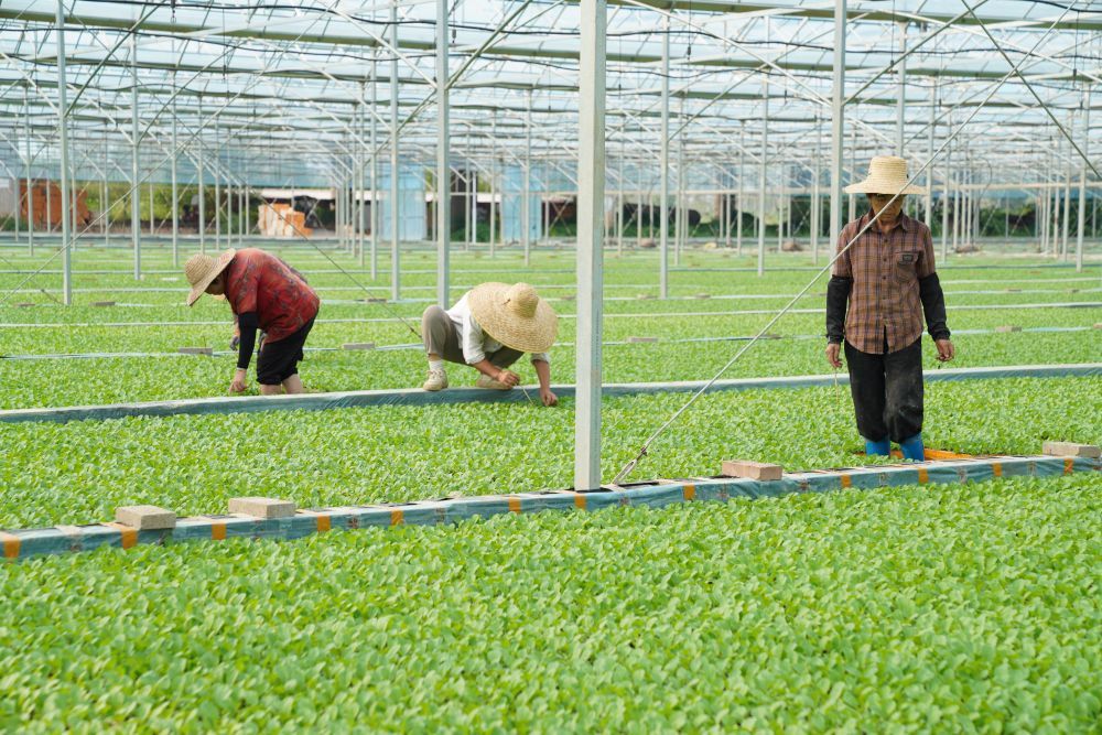 9月15日,工人在嘉鱼县金润农业蔬菜育苗中心给白菜苗间苗。新华社记者 鲁金博 摄