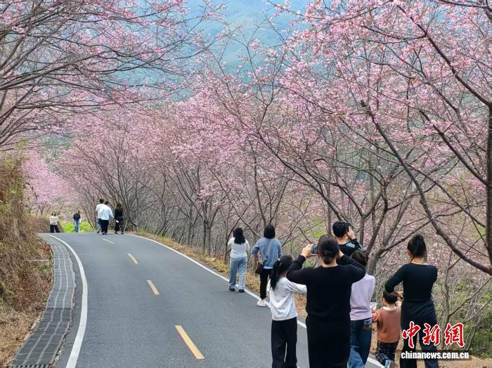 2月23日，游客在樱花园内游览。雷朝良摄