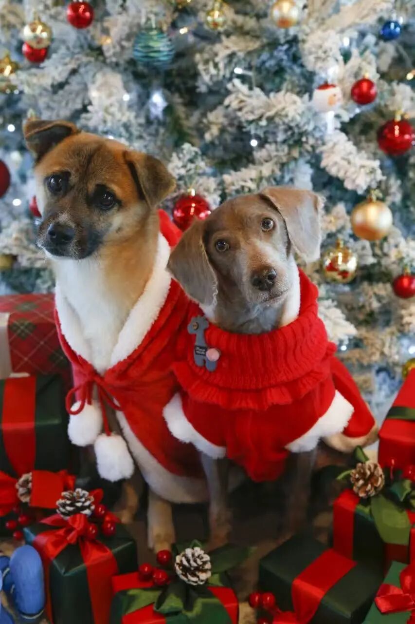 高高和“留学生”小黄狗也一起拍摄了圣诞写真。(图/受访者供图)