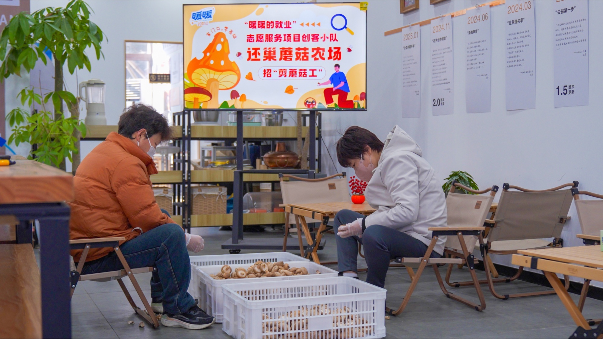 居民修剪香菇（央广网记者 俞烨 摄）