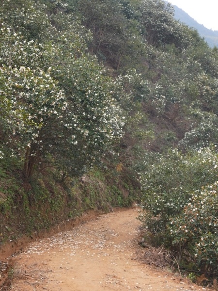 南湖村漫山遍野的山茶花。梅女杰摄