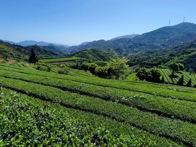 安溪茶园