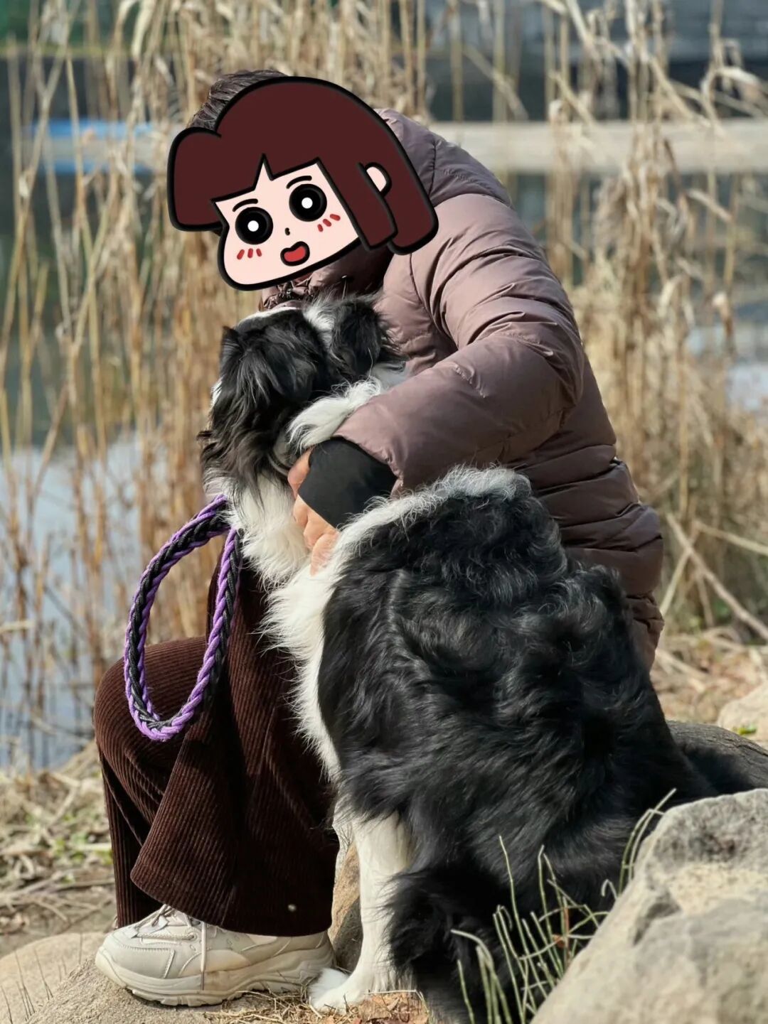 母亲在遛边牧/受访者提供