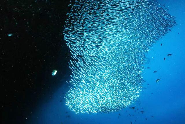 沙丁鱼群穿梭巡游、流转闪烁,宛若浪漫的“海底星河”。