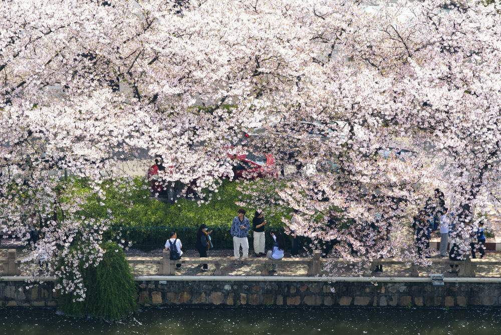 4月5日，人们在江苏省常熟市的护城河畔赏花（无人机照片）。新华社发（杨素平摄）