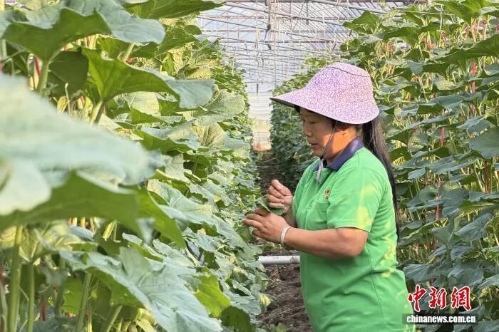 9月8日,江西省赣州市于都县梓山镇潭头村富硒蔬菜基地,村民曾红梅忙着采摘蔬菜。记者 吴鹏泉 摄.jpg
