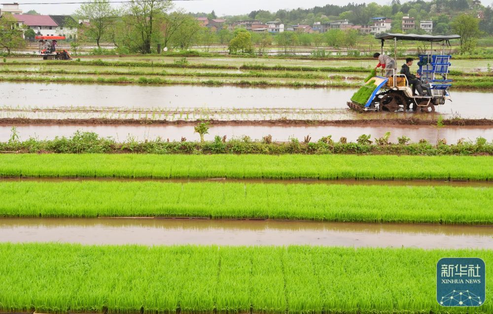 ↑ 4月11日,湖南省衡阳市祁东县金桥镇村民驾驶插秧机进行早稻插秧工作。新华社发(曹正平摄)