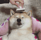 2043CEAE.gif