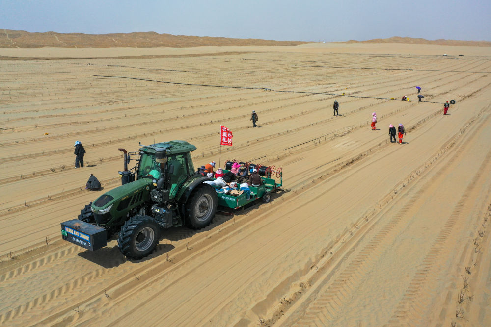 在新疆和田地区于田县阗东防沙治沙示范区，当地村民驾驶机械移栽玫瑰和黄芩，并铺设滴灌带（4月15日摄，无人机照片）。　 新华社记者 丁磊 摄