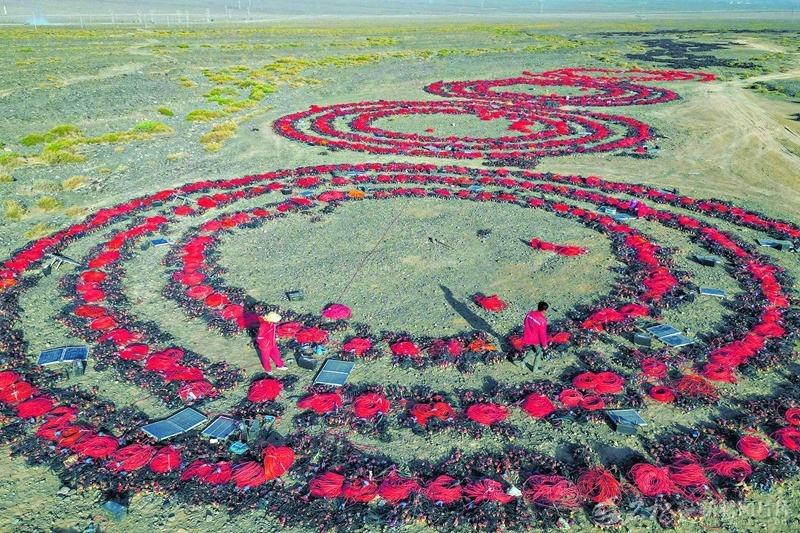 4月21日，技术人员在吐西三维地震采集项目综合营地检测检波器。