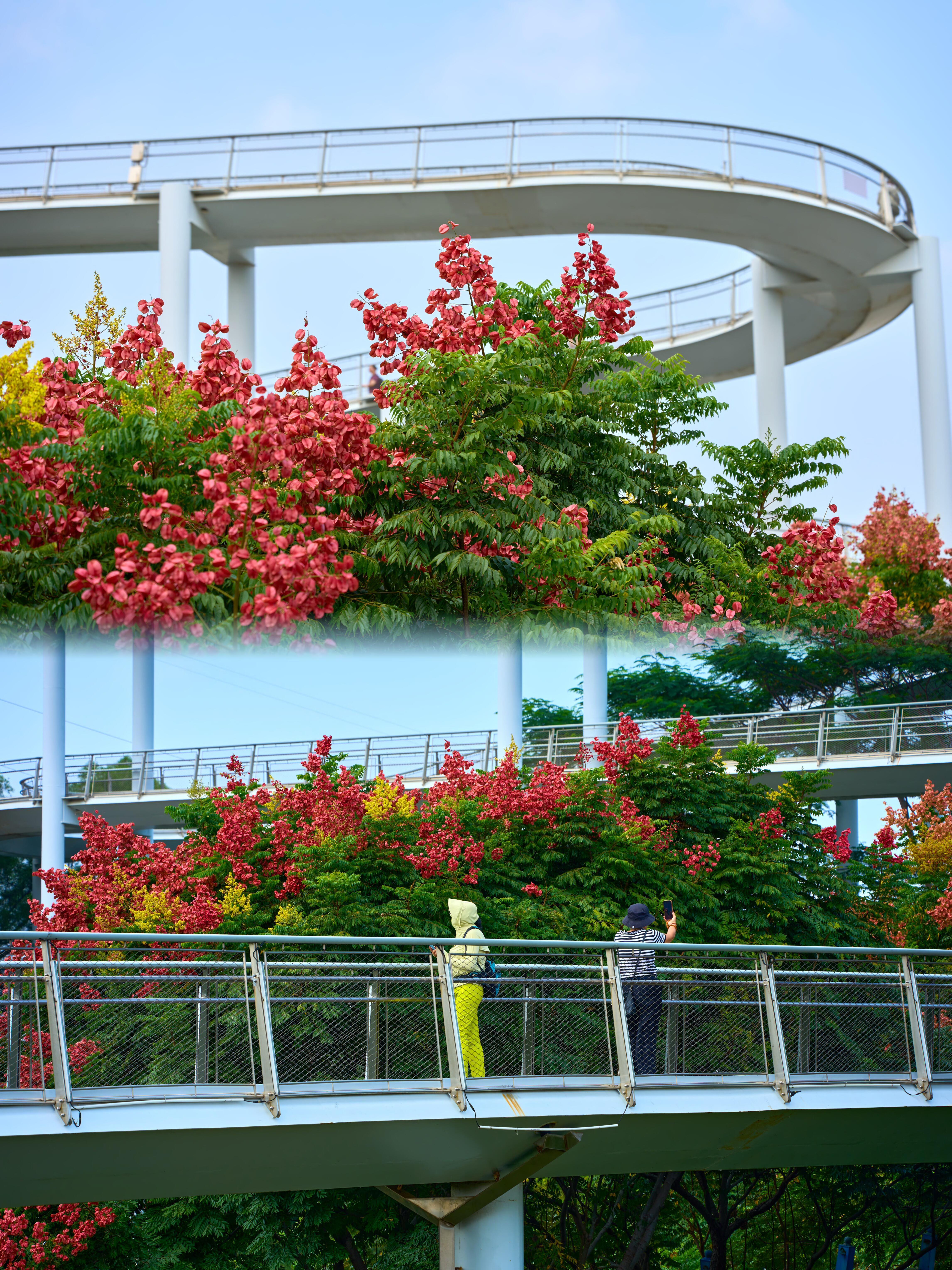 #厦门人嘴也太严啦#！原来大家都悄悄跑到半空中赏秋🍂。哪怕气温依旧