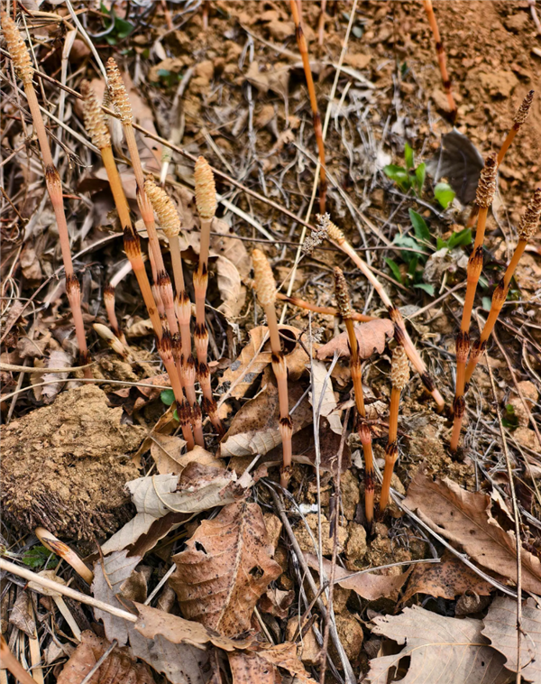 8岁男孩爬山识草预判山下藏金矿 与AI给出的结果高度吻合