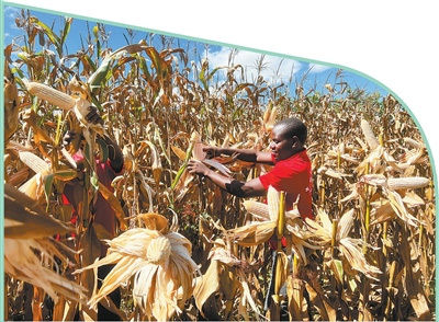 马拉维利萨萨齐县农业技术人员采摘玉米。　　中国农业大学供图