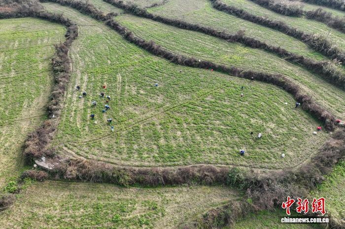 1月15日,航拍贵州省黔南州龙里县湾滩河镇园区村豌豆尖种植基地。(无人机照片) 中新社记者 瞿宏伦 摄