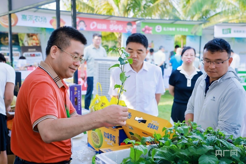 3月24日,2026热带水果产业发展大会现场展出的热带水果种苗(央广网记者 付美斌 摄)