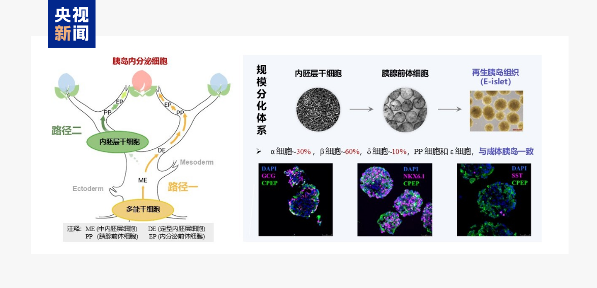 △基于内胚层干细胞的胰岛体外再造技术