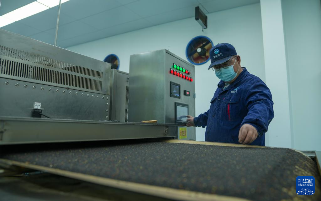 西藏山南市扎囊县重点招商引资企业——西藏纳兰生态产业有限公司工作人员操作微波烘烤设备制作食用油（3月17日摄）。新华社记者 晋美多吉 摄