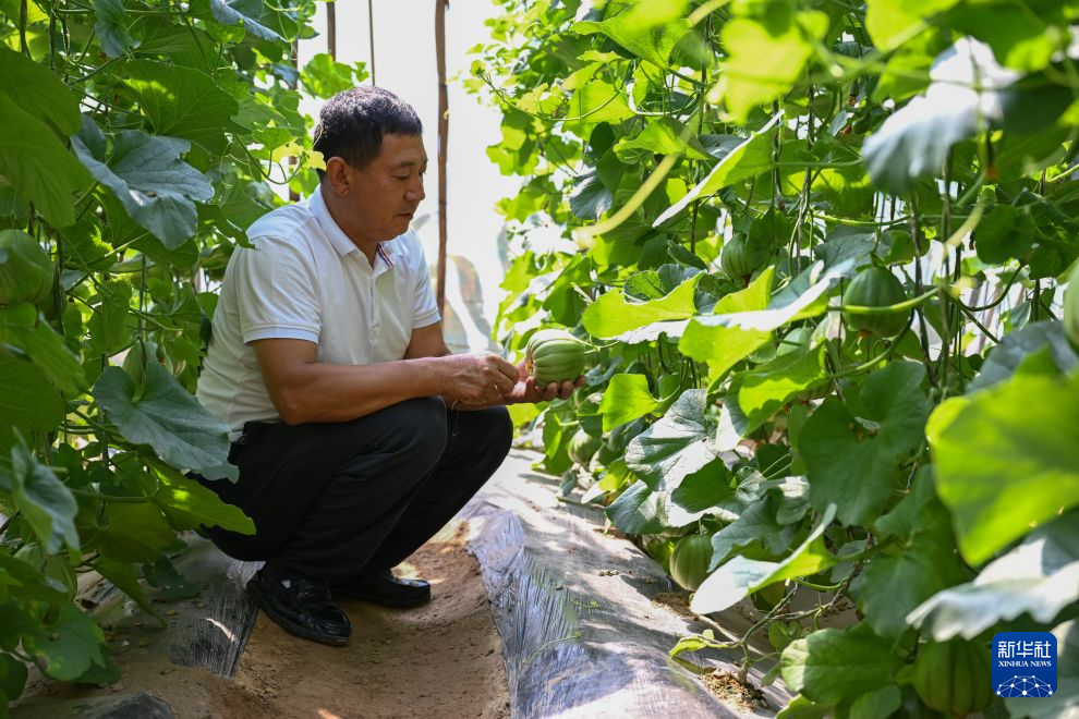 9月2日，吴起县金佛坪村村民马有智在自家大棚观察香瓜长势。新华社记者 邹竞一 摄