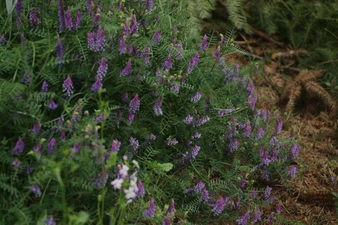 山上农场风景 | 受访者供图