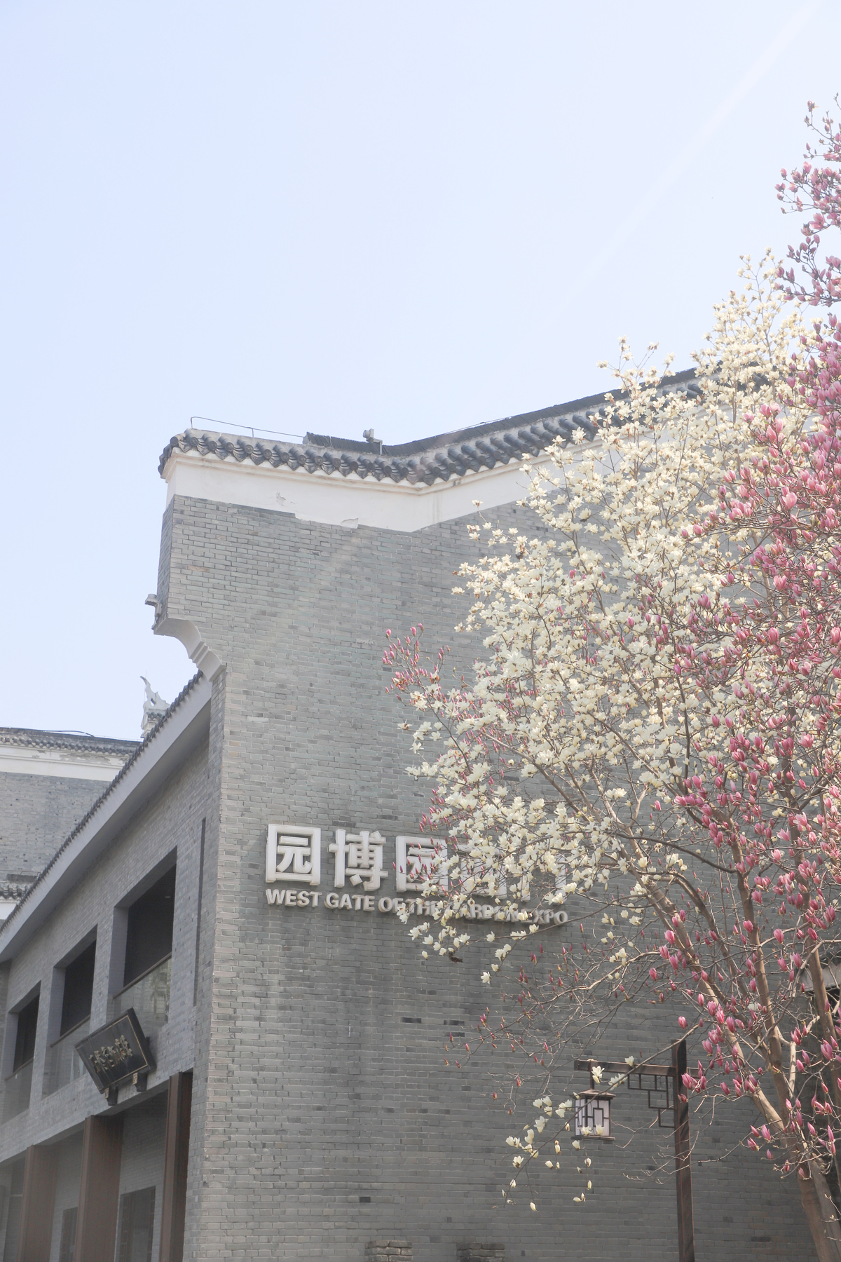 2、园博园玉兰,一树双色.jpg