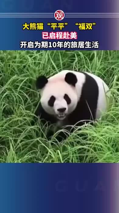大熊猫“平平”、“福双”已启程赴美，开启为期10年的旅居生活